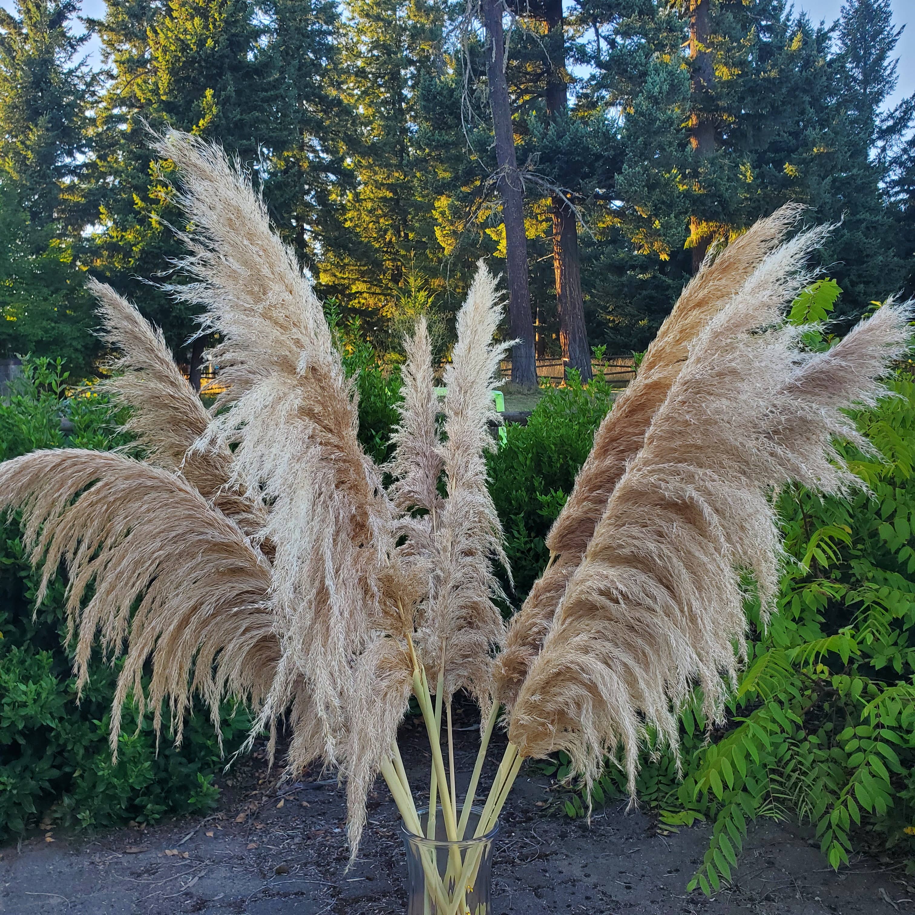 BLOOMINGFUL.COM - Wholesale Dried/Pressed Flowers - X-Large Pampas, Large Plume (3-4ft) - Natural Golden (61M)0