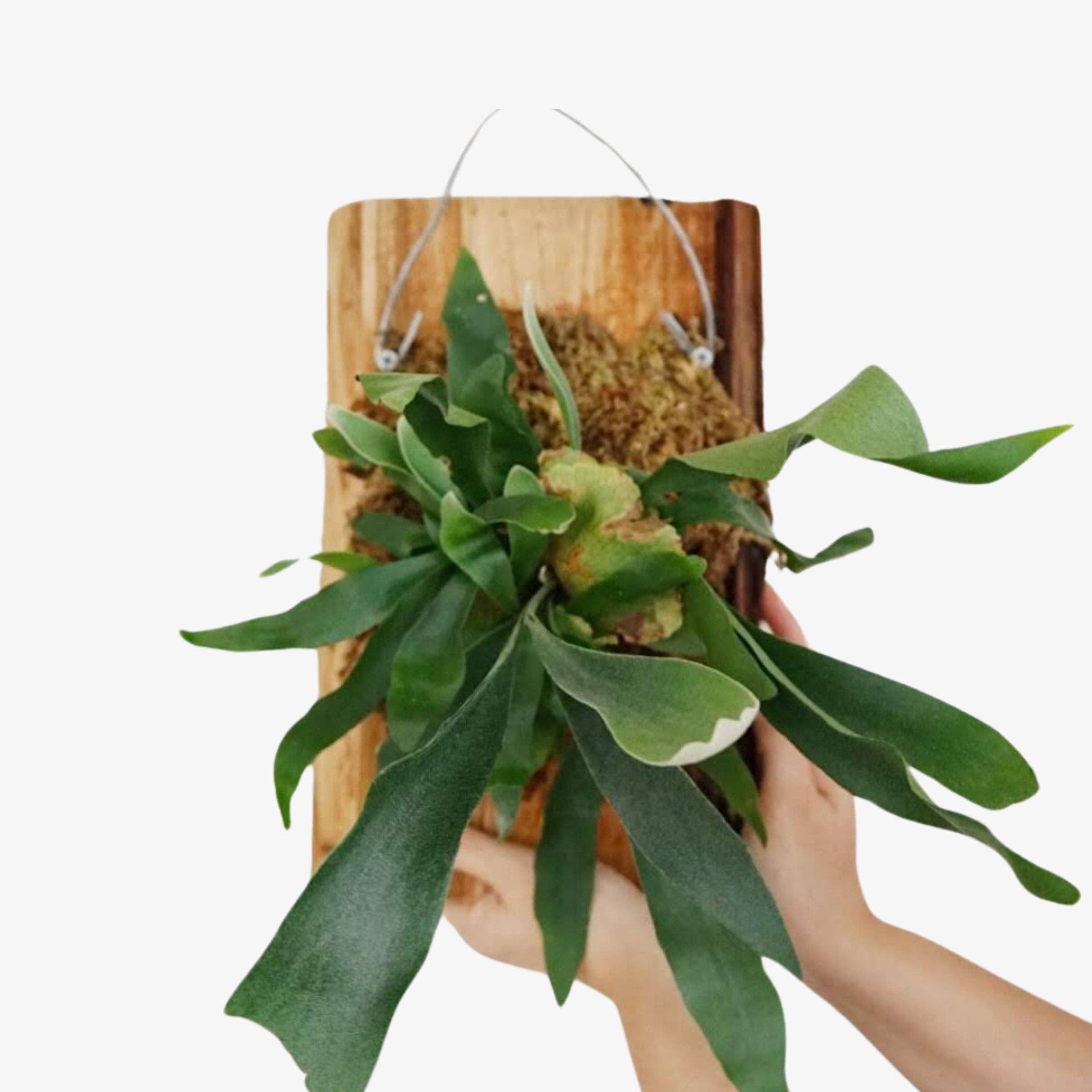 Filtrum Home - Wholesale Live Plant - Mounted Staghorn Fern0