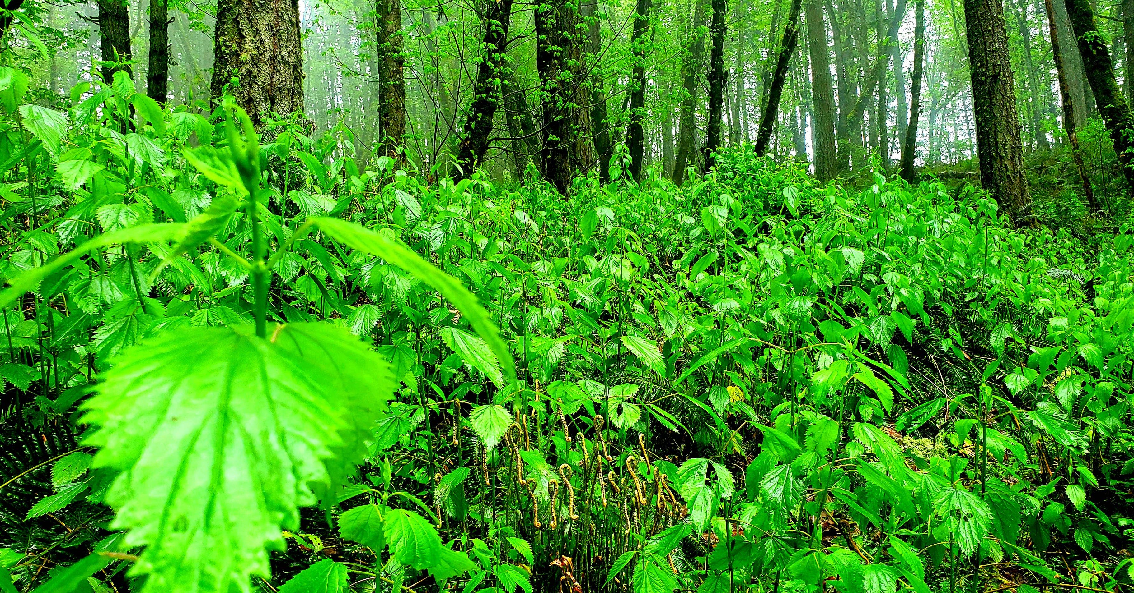 Wildfire Elixirs – Suplemento/vitamina oral por atacado – Tónico Alergénico - O Relevo 16oz, lote sazonal1