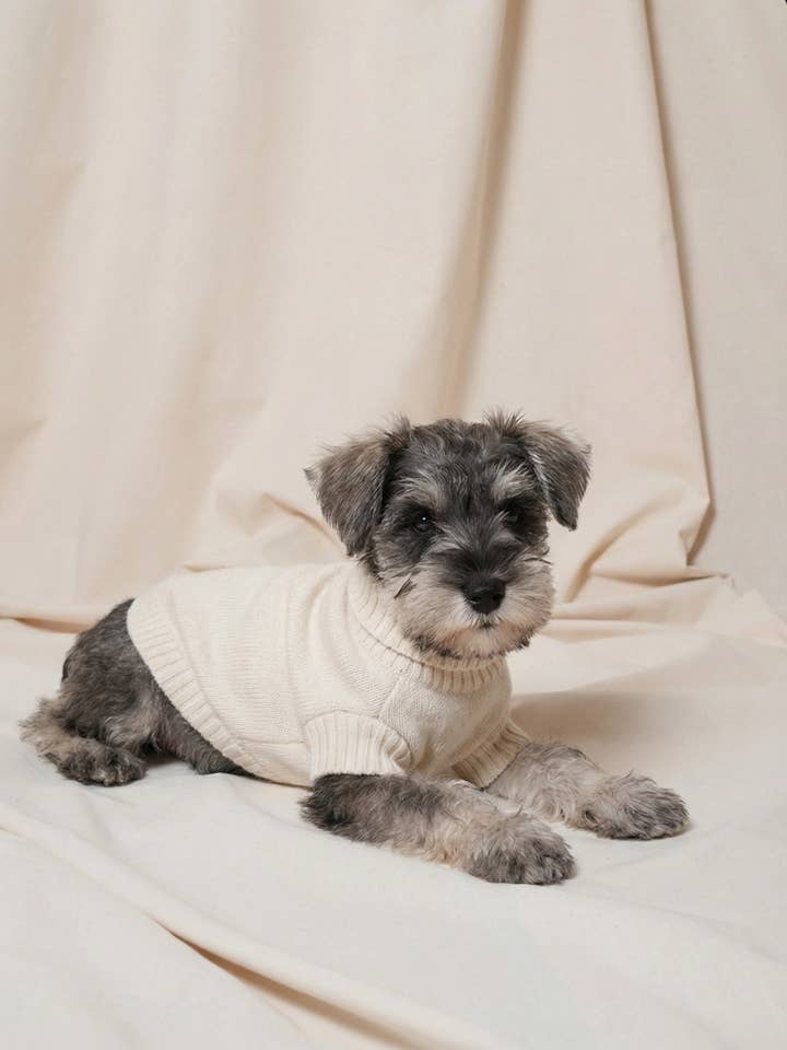 PULL EN CACHEMIRE POUR CHIEN IVOIRE pour la vente par bobbin & tricot