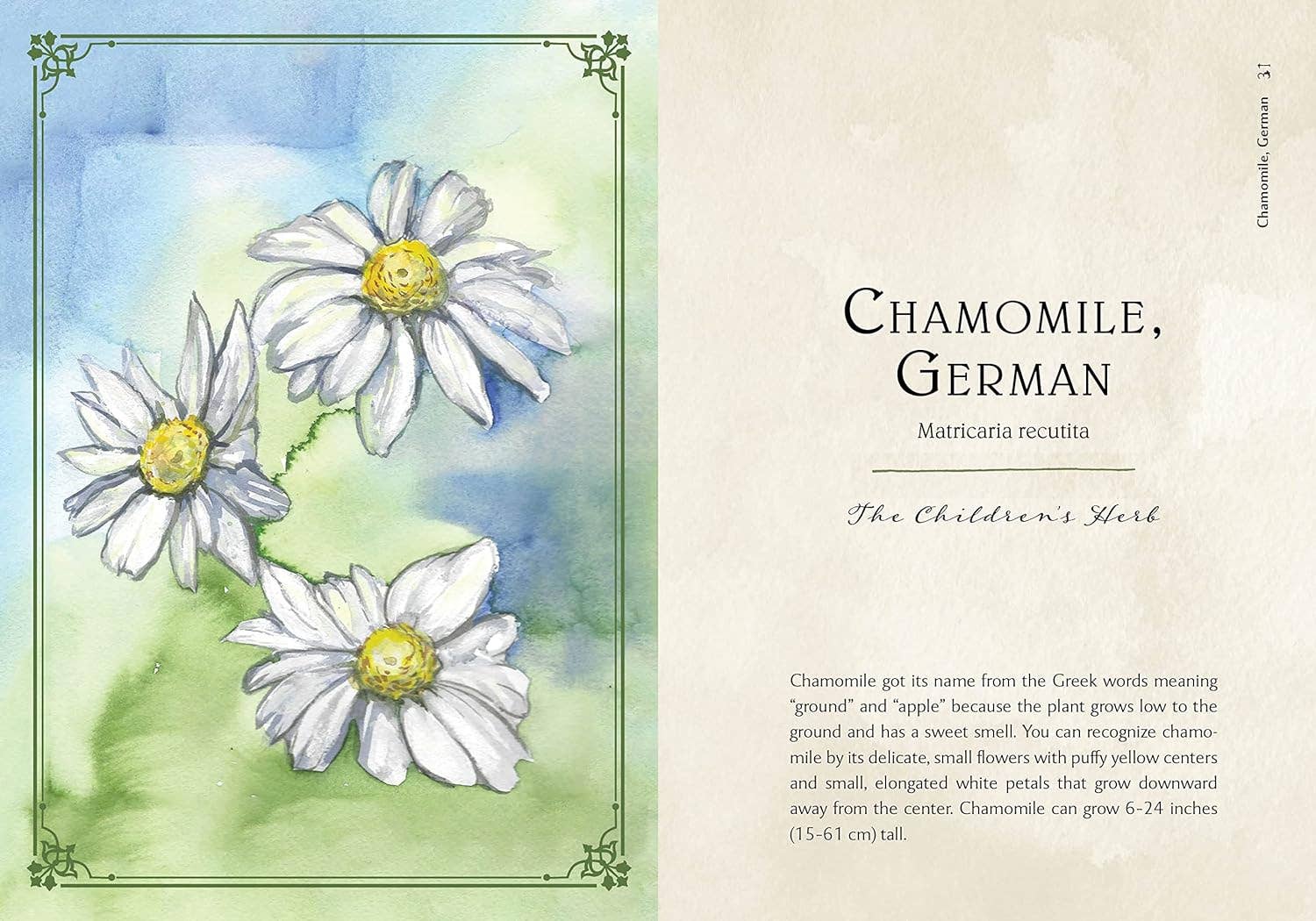 Blue Star Press - Wholesale Nature & Outdoors Book - Wild Medicine: Illustrated Guide to the Magick of Herbs4