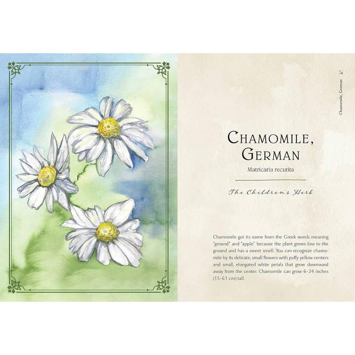 Blue Star Press - Wholesale Nature & Outdoors Book - Wild Medicine: Illustrated Guide to the Magick of Herbs4