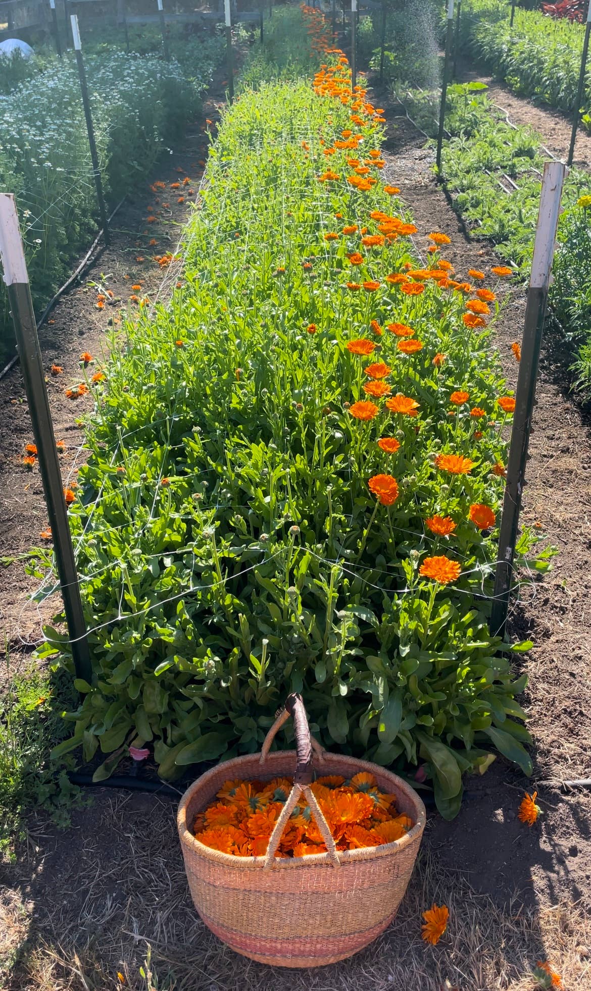 Root Rise Farm & Apothecary - Wholesale Facial Serum/Concentrate - Sun Beam Serum2