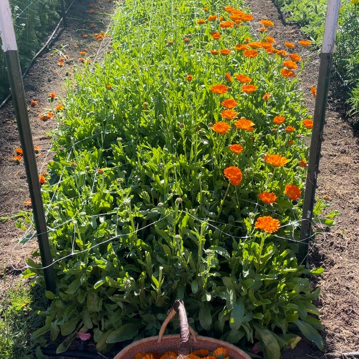 Root Rise Farm & Apothecary - Wholesale Facial Serum/Concentrate - Sun Beam Serum2