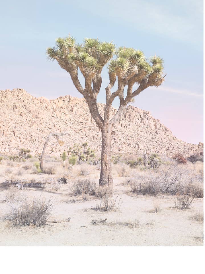 Joshua Tree No.14 for wholesale by Wilder California