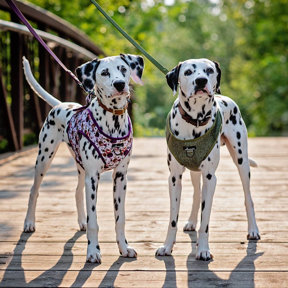 Cavology - Wholesale Pet Harness - Dog - Dog Vest Step-In Harness – Tea Rose Purple Plum Florals4