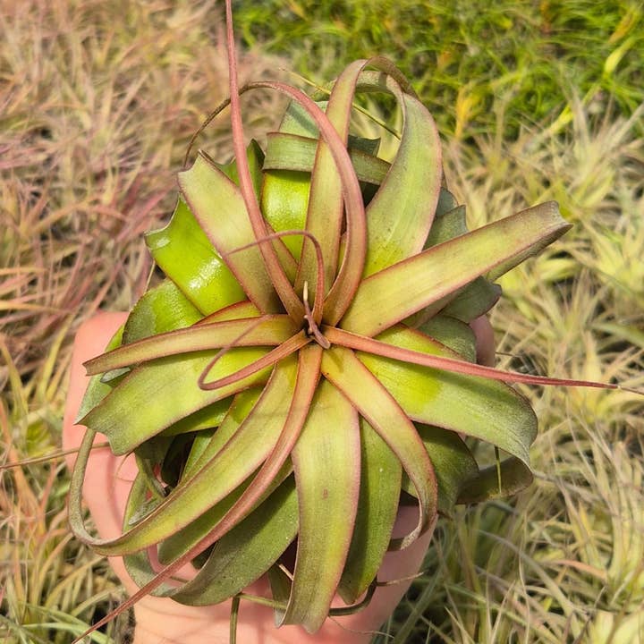 Tillandsia Eric Knobloch and other Purchase Wholesale bio mischfutterhersteller. Free Returns & Net 60 Terms on Faire trending on Faire.