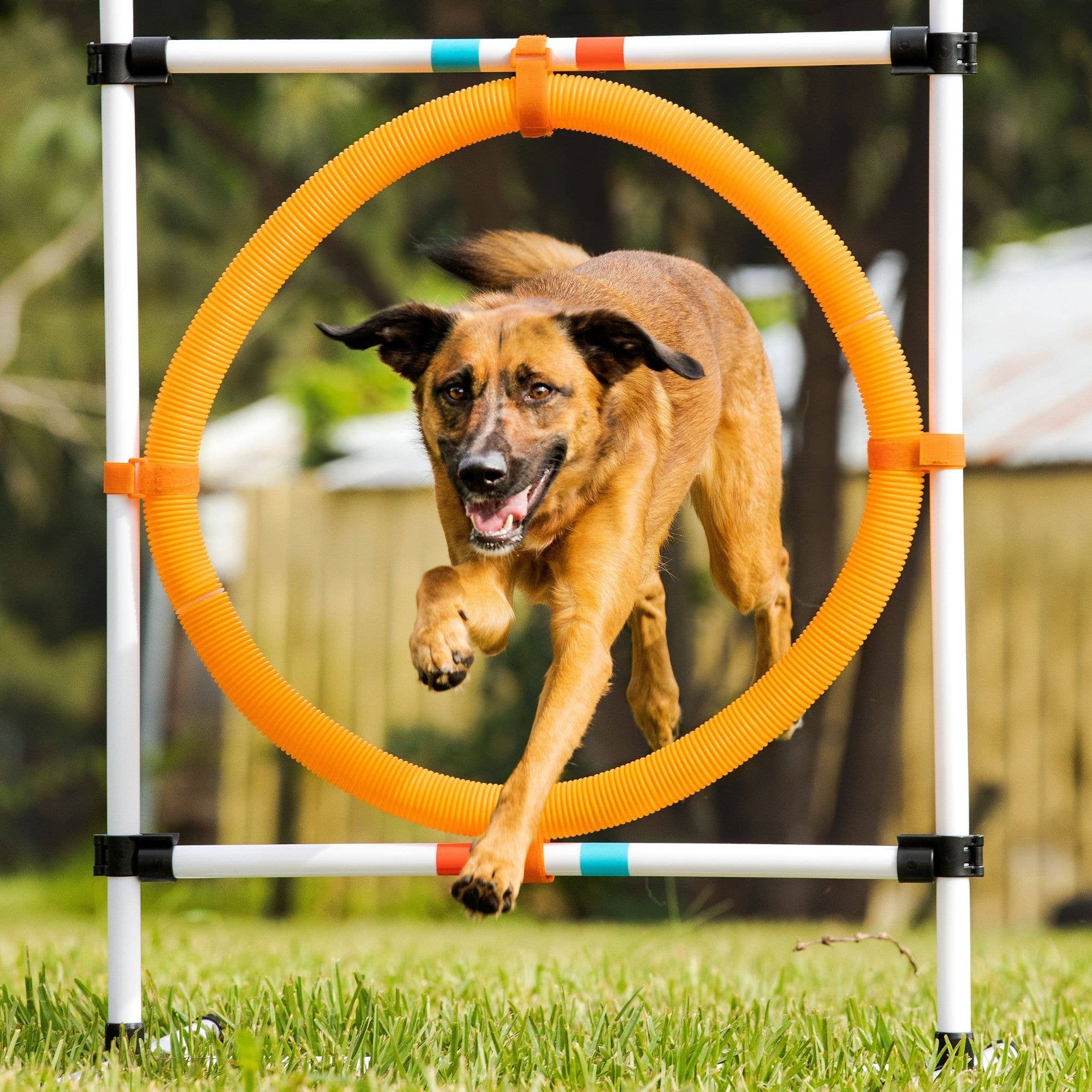 Midlee Designs - Wholesale Pet Agility Weave Pole - Dog - Midlee Dog Agility Hoop Jump9