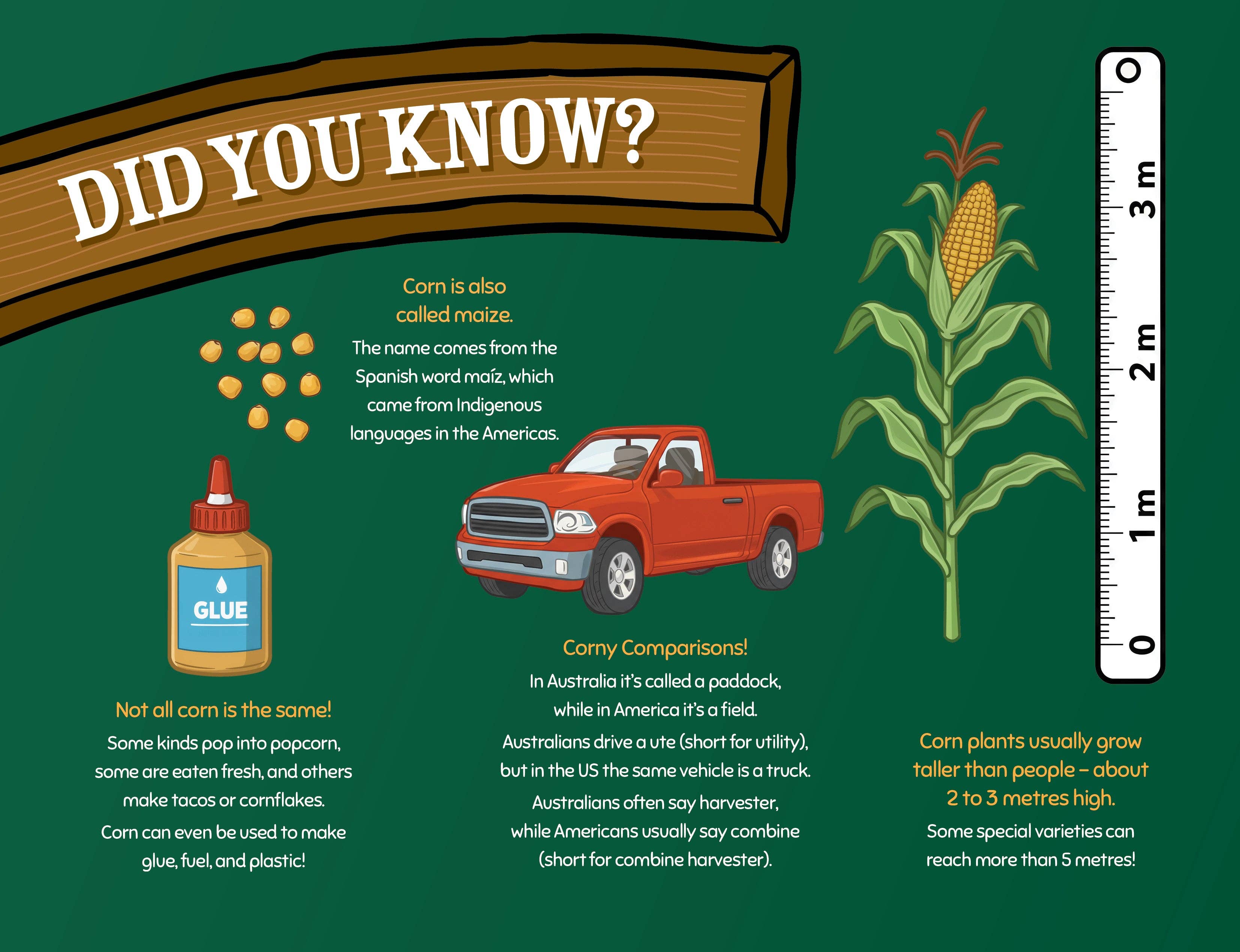 George the Farmer - Wholesale Pre-school book (3–5) - George the Farmer Kangaroo Cornfield9