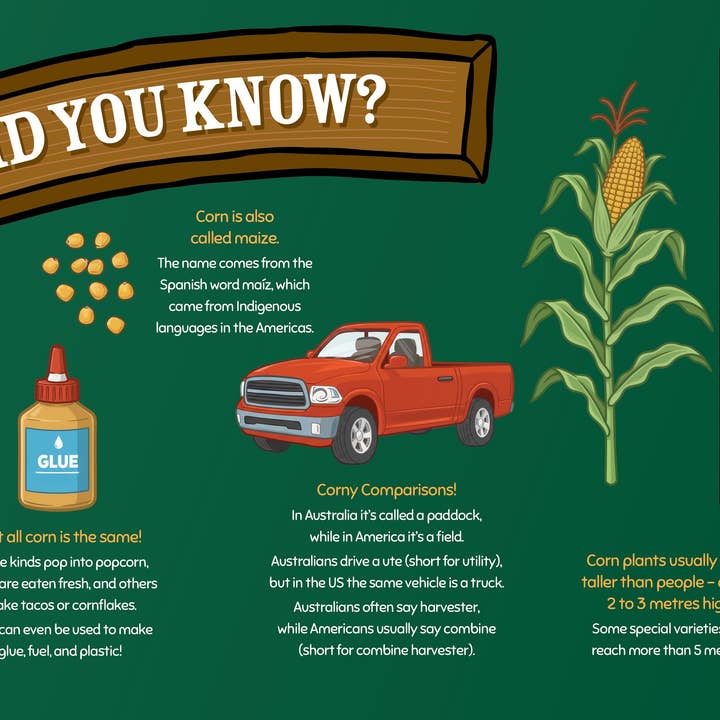 George the Farmer - Wholesale Pre-school book (3–5) - George the Farmer Kangaroo Cornfield9