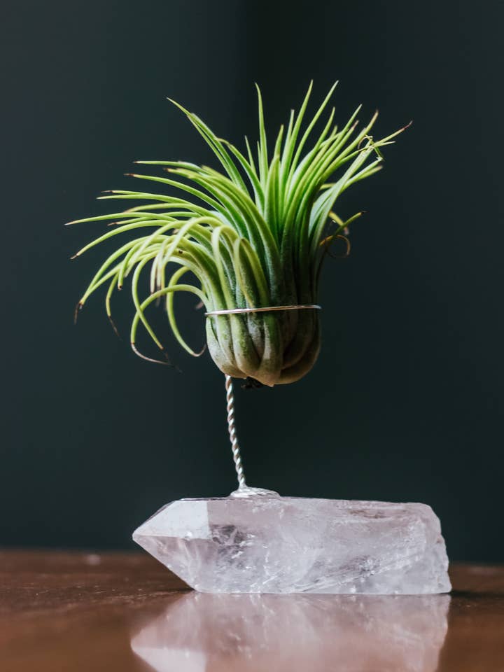 Quartz Air Plant Holder (air plant not included) for wholesale by Till and Prism
