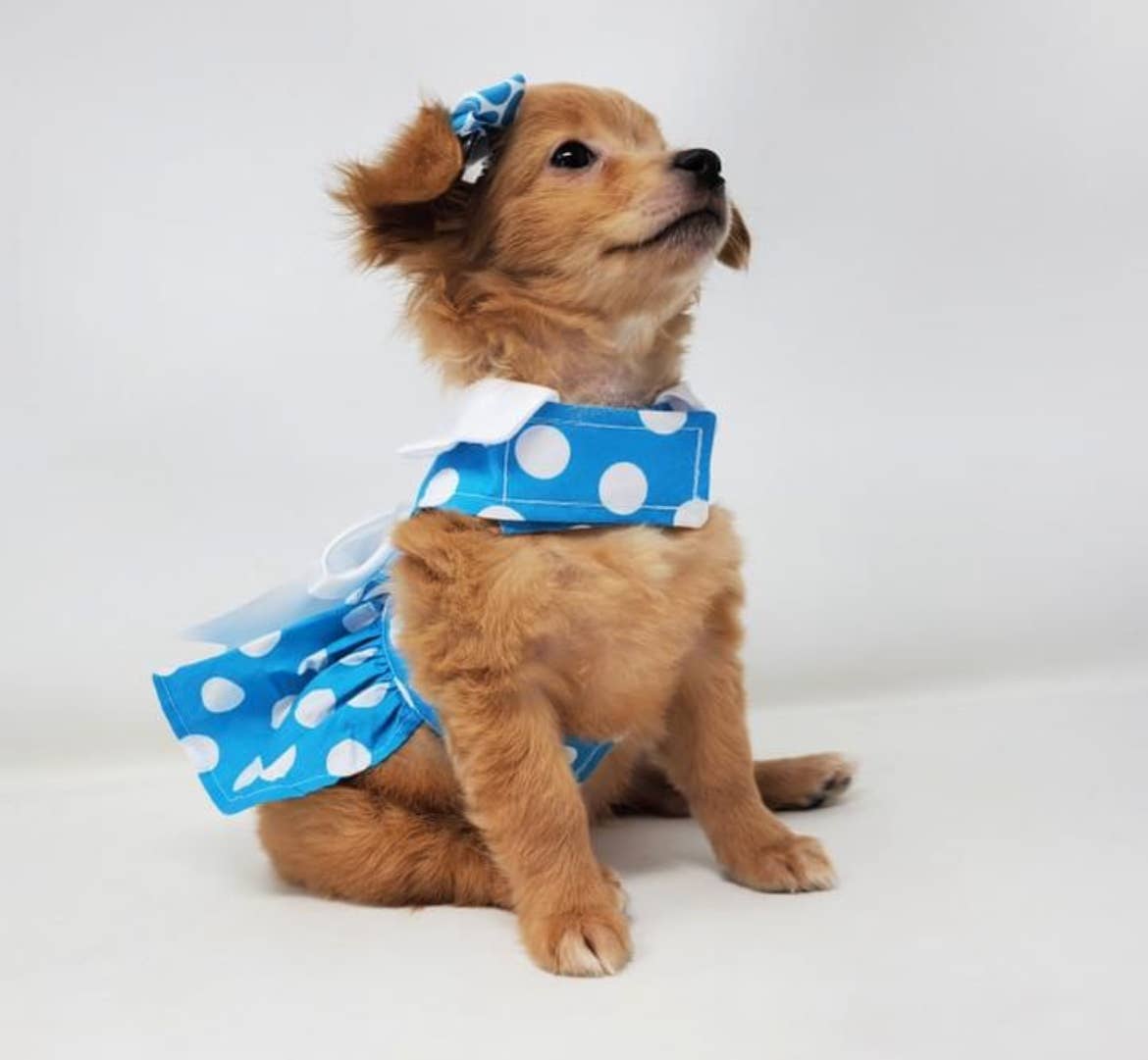 Doggie Design - Wholesale Pet Dress - Dog - Blue Polka Dot Dog Dress w/ Matching Leash3