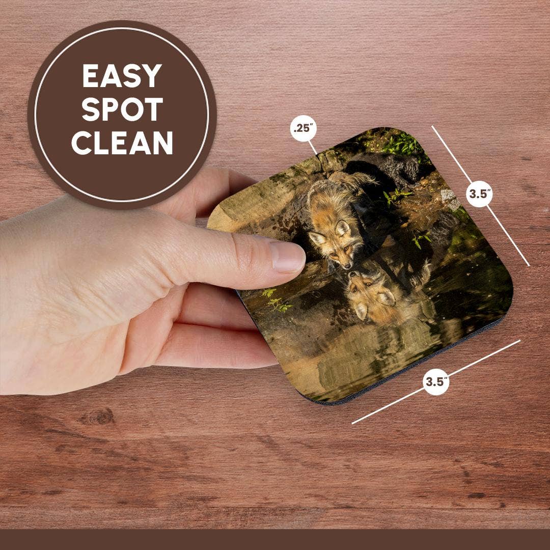 3dRose - Wholesale Coasters - 3dRose, Pine County. Captive red fox drinking. , Coaster13