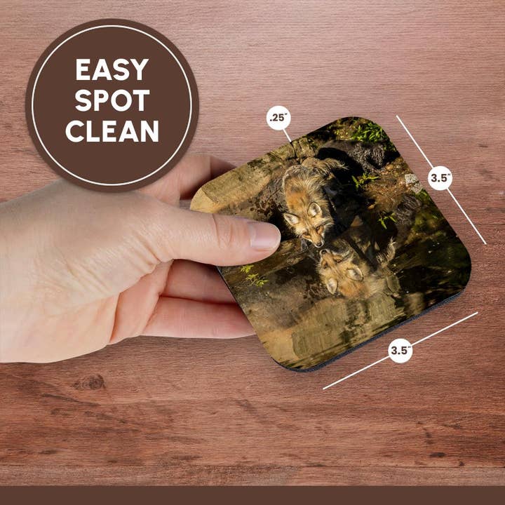 3dRose - Wholesale Coasters - 3dRose, Pine County. Captive red fox drinking. , Coaster13