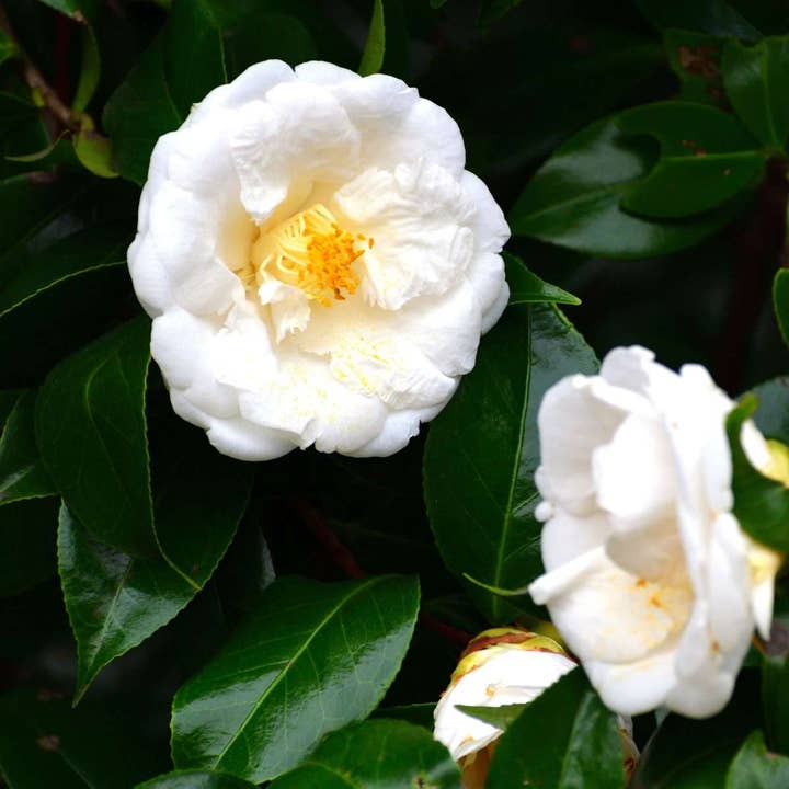 Oasis of Life - Wholesale Live plant - Japanese Rose – Camellia Japonica 'Brushfield’s Yellow' – Height 50-60cm – ⌀15cm – Evergreen camellia with white flowers & yellow center – Hardy garden plant for partial shade3