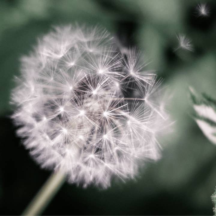 A Thousand Wishes Fragrance Oil for wholesale by Craftiful