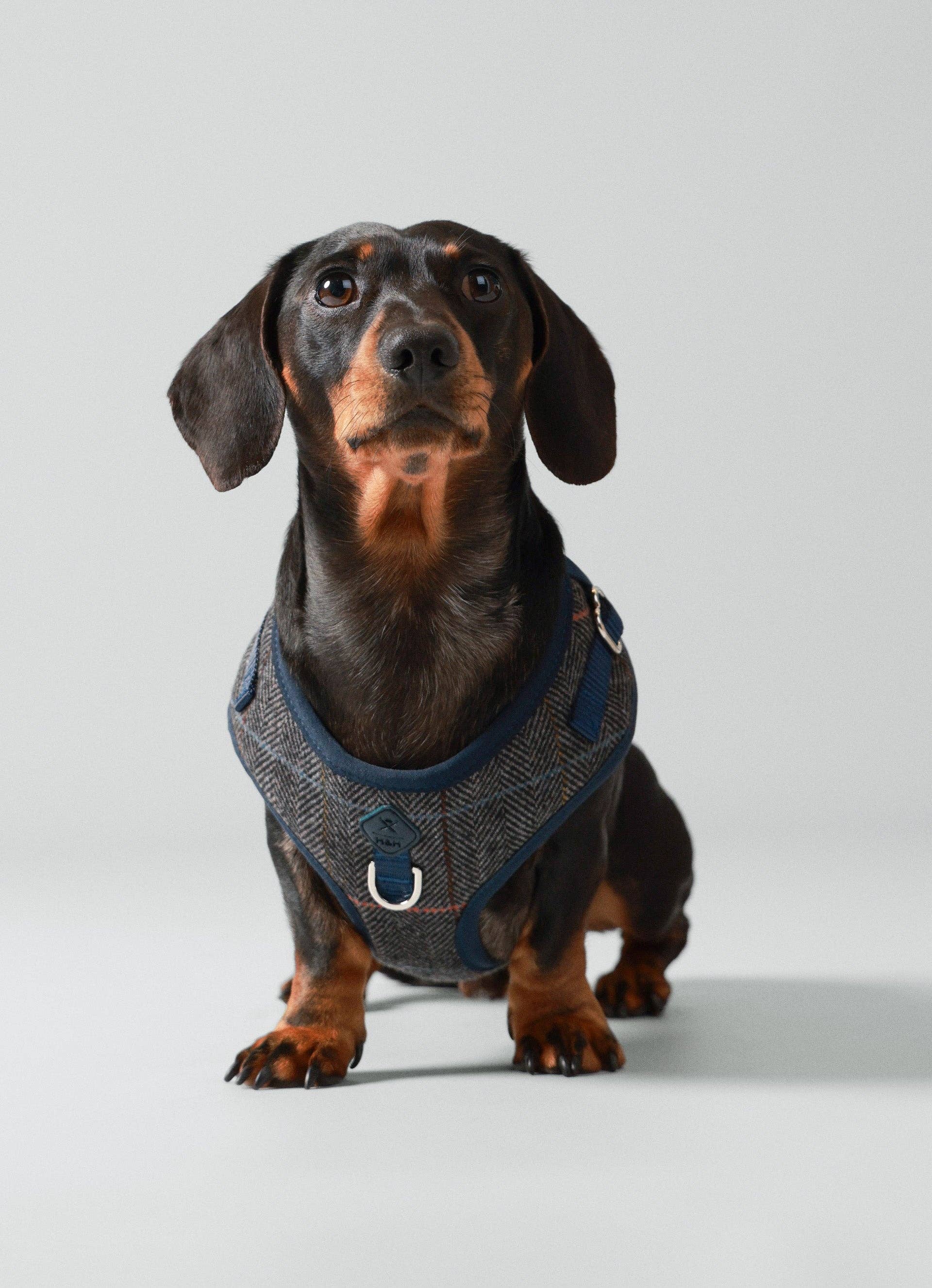 Hugo & Hudson – wholesale Pet harness – Dog – Hackett x Hugo Hudson Grey Checked Tweed Dog Harness1