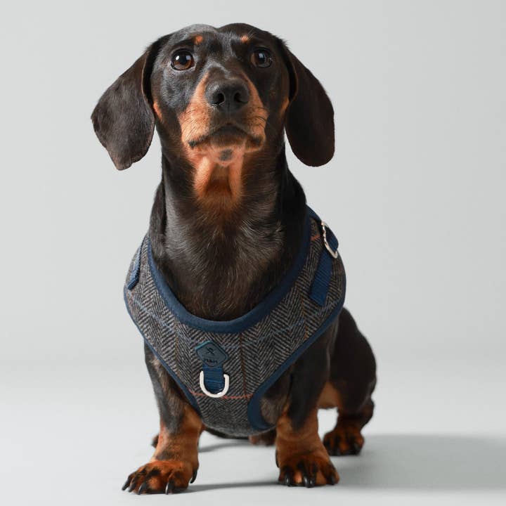 Hugo & Hudson – wholesale Pet harness – Dog – Hackett x Hugo Hudson Grey Checked Tweed Dog Harness1