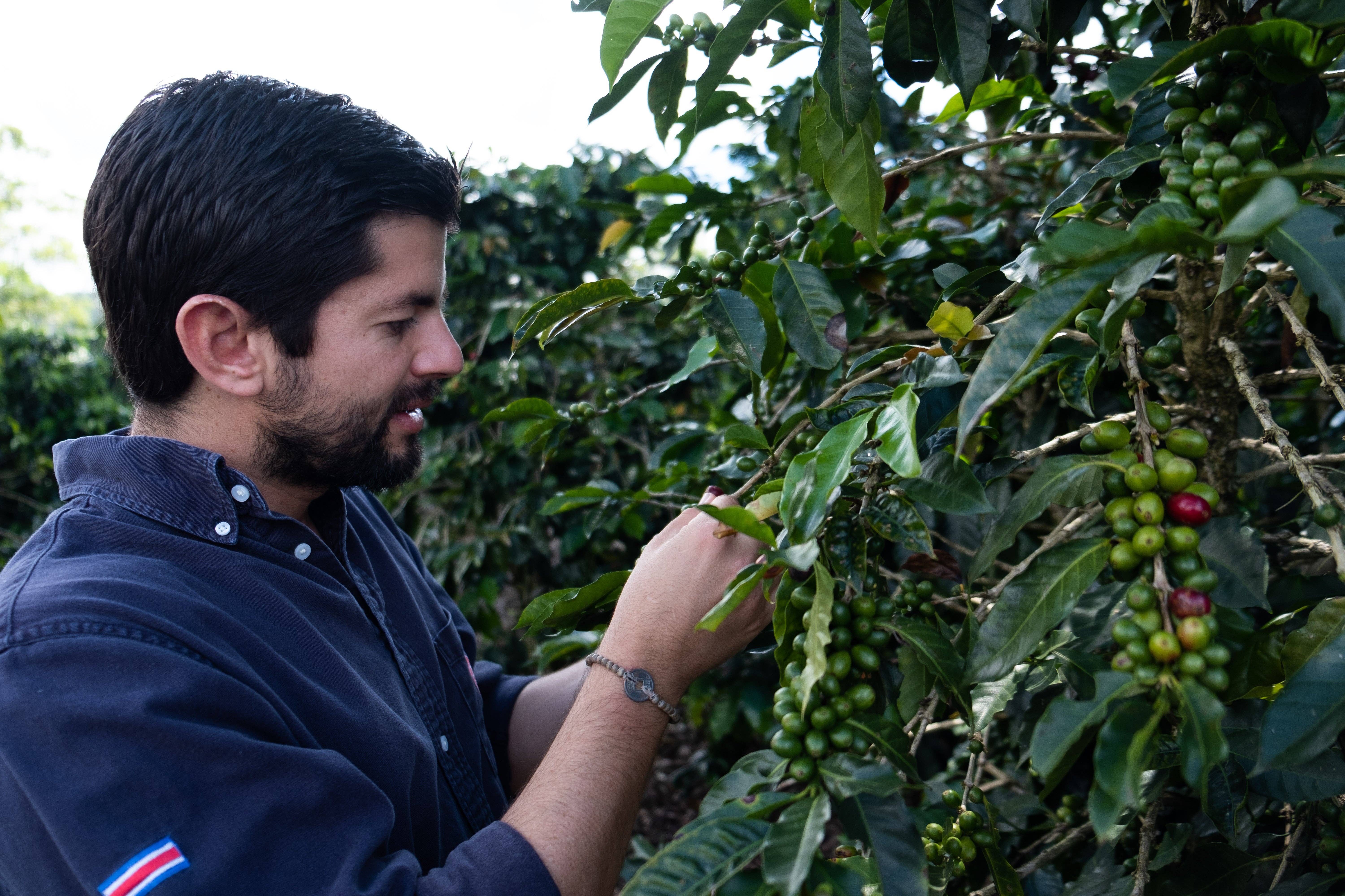 Paso Paso - Farmer Owned Coffee - Wholesale Coffee Beans - Costa Rica - Diego Robelo - Grand Peaberry Washed6