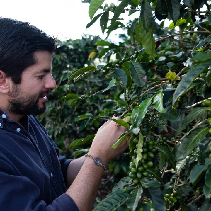 Paso Paso - Farmer Owned Coffee - Wholesale Coffee Beans - Costa Rica - Diego Robelo - Grand Peaberry Washed6