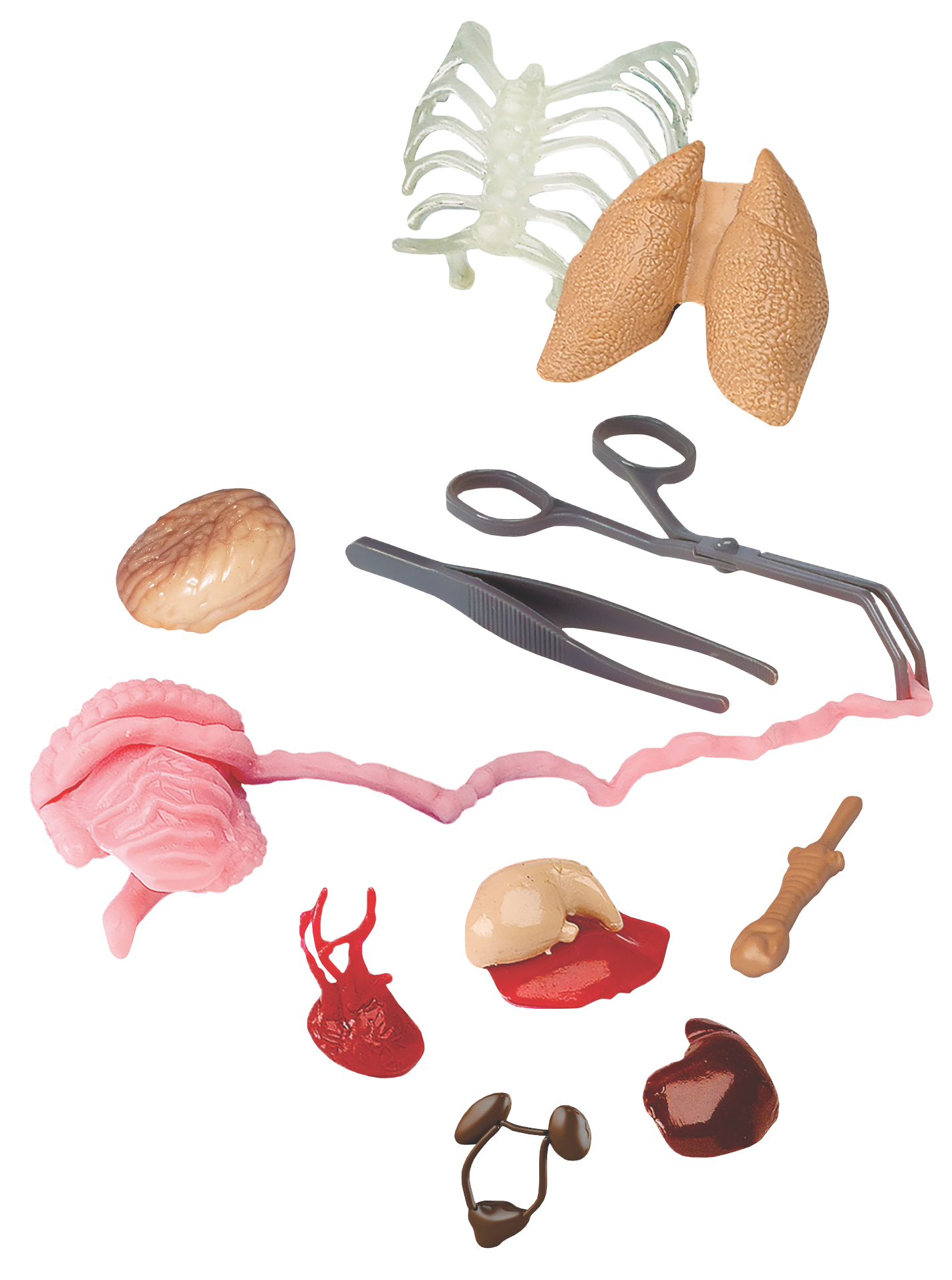 EDC Publishing - Wholesale Toy Set - Kids - Squishy Human Body3