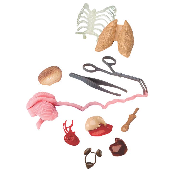 EDC Publishing - Wholesale Toy Set - Kids - Squishy Human Body3