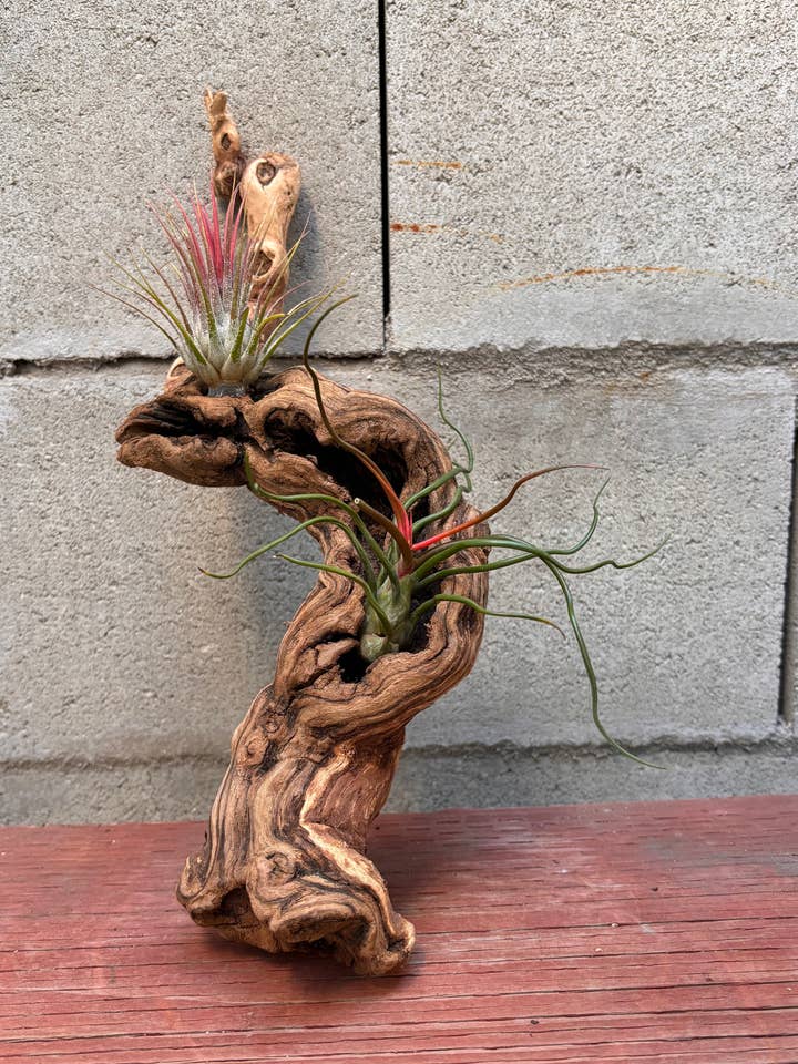 Mounted Tillandsia on Grapewood Hanging for wholesale by Airplant Direct