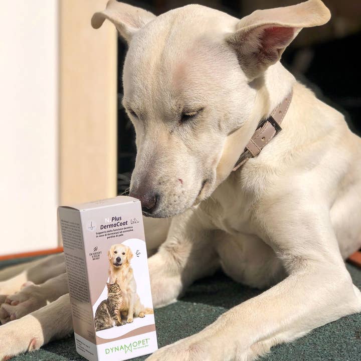 Dynamopet SRL - Venta al por mayor Suplemento - Gatos y perros - DERMACOAT PET (200 ml) Soporte dérmico1