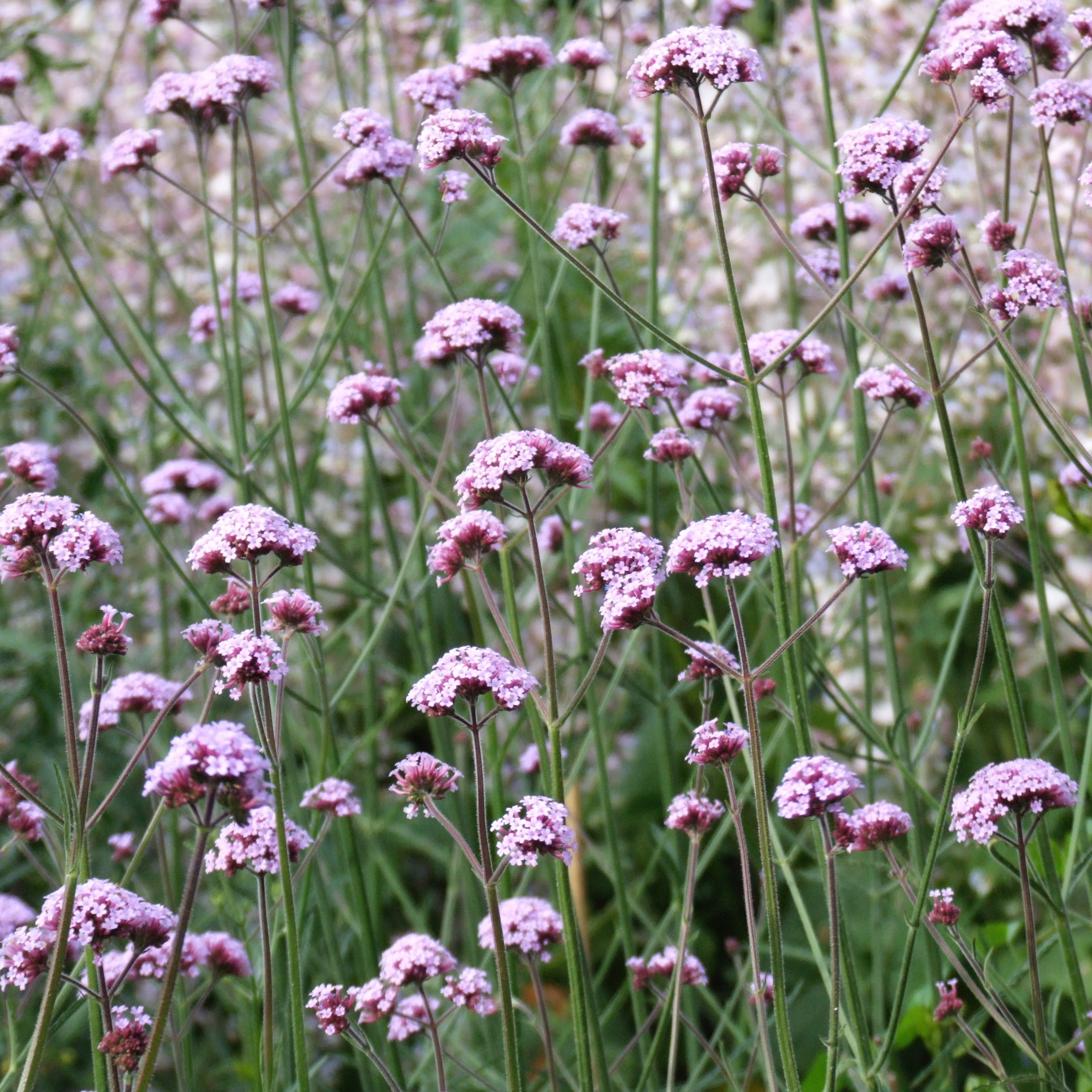 Piccolo Seeds - Wholesale Plant Seeds - Verbena1