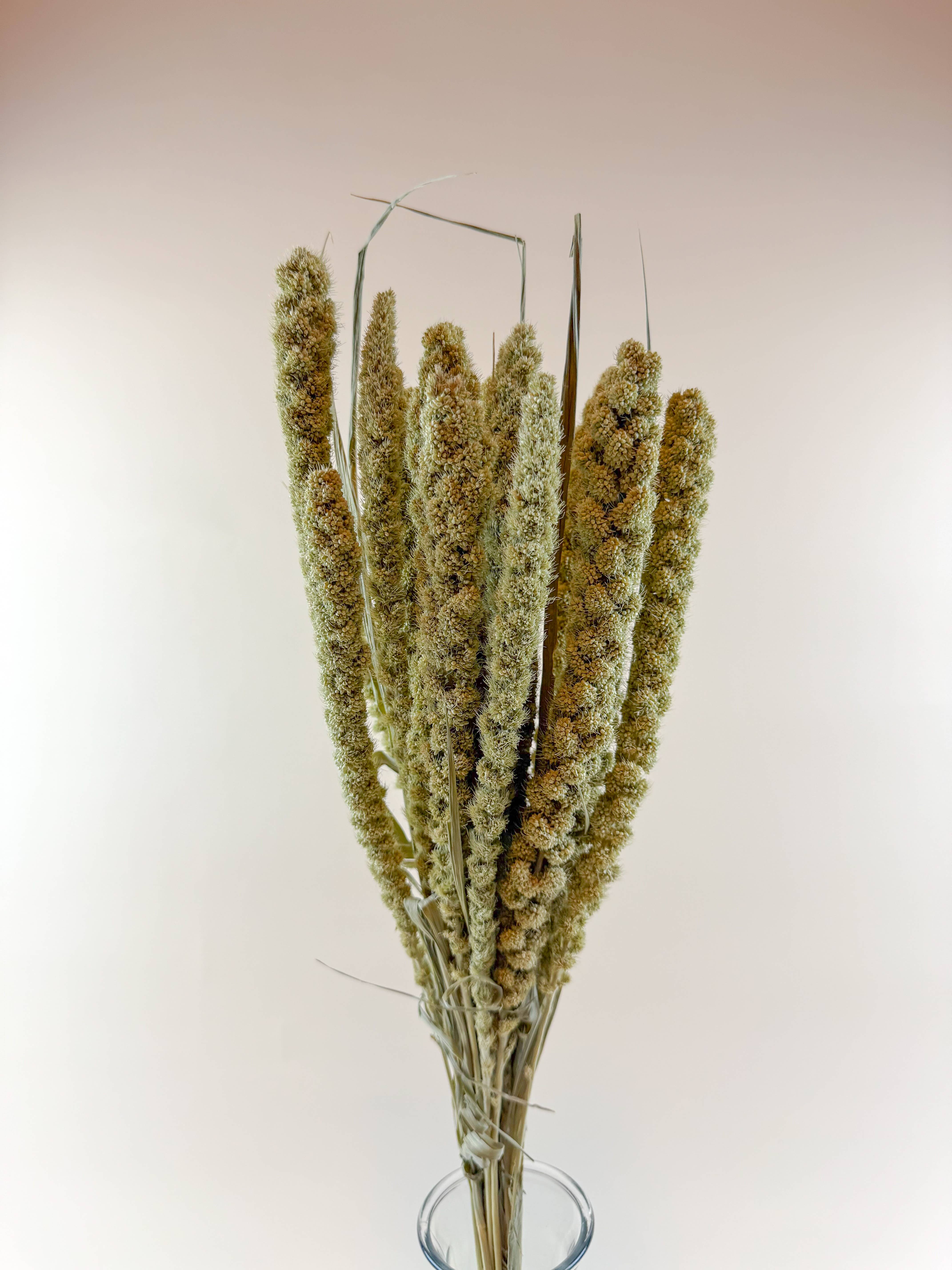 Lovejoy Farms Premium Dried Flowers - Wholesale Dried/Pressed Flowers - Spray Millet – Full Bunch with Golden Green Seed Pods1