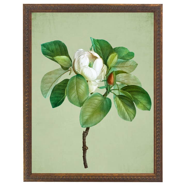Witte magnolia glauca op groene achtergrond voor wholesale door Antique Curiosities Inc