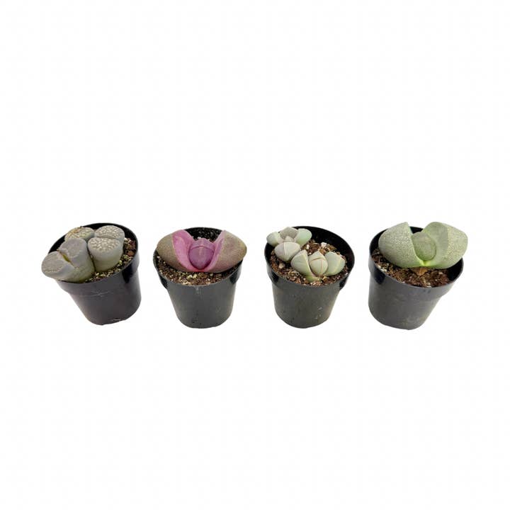 Assorted Mimicry | 2.5 inch for wholesale by Succulent Wholesale