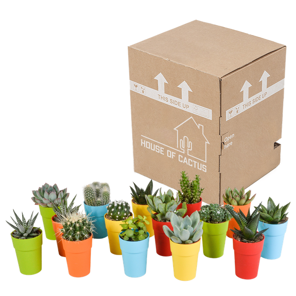 Oasis of Life - Wholesale Succulent - Succulents & Cacti Mix – 15 Plants – Ø5.5cm Houseplants in Colorful Plastic Pot – Various Mini Succulents & Cacti – Easy-Care Plants for Windowsill, Office & Living Room7