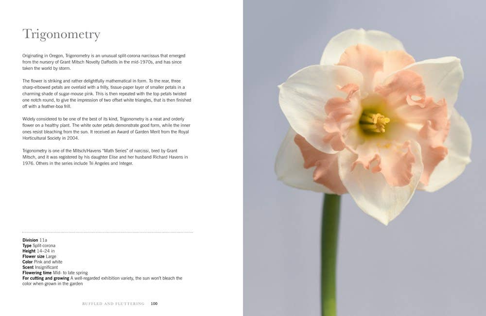 Gibbs Smith - Vente Maison et jardin - Jonquilles : Belles variétés pour la maison et le jardin4