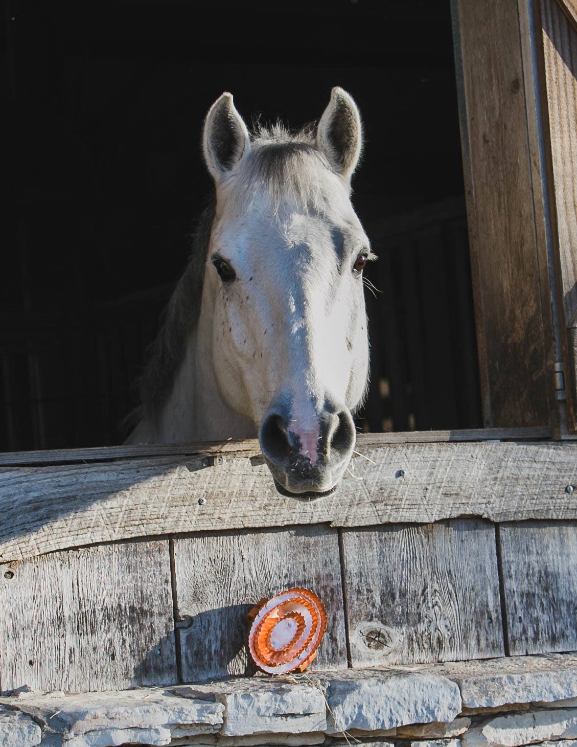 Kawell USA - Wholesale Horse Conditioner/Grooming Aid - Kawell Copper Curry Horse Brush6