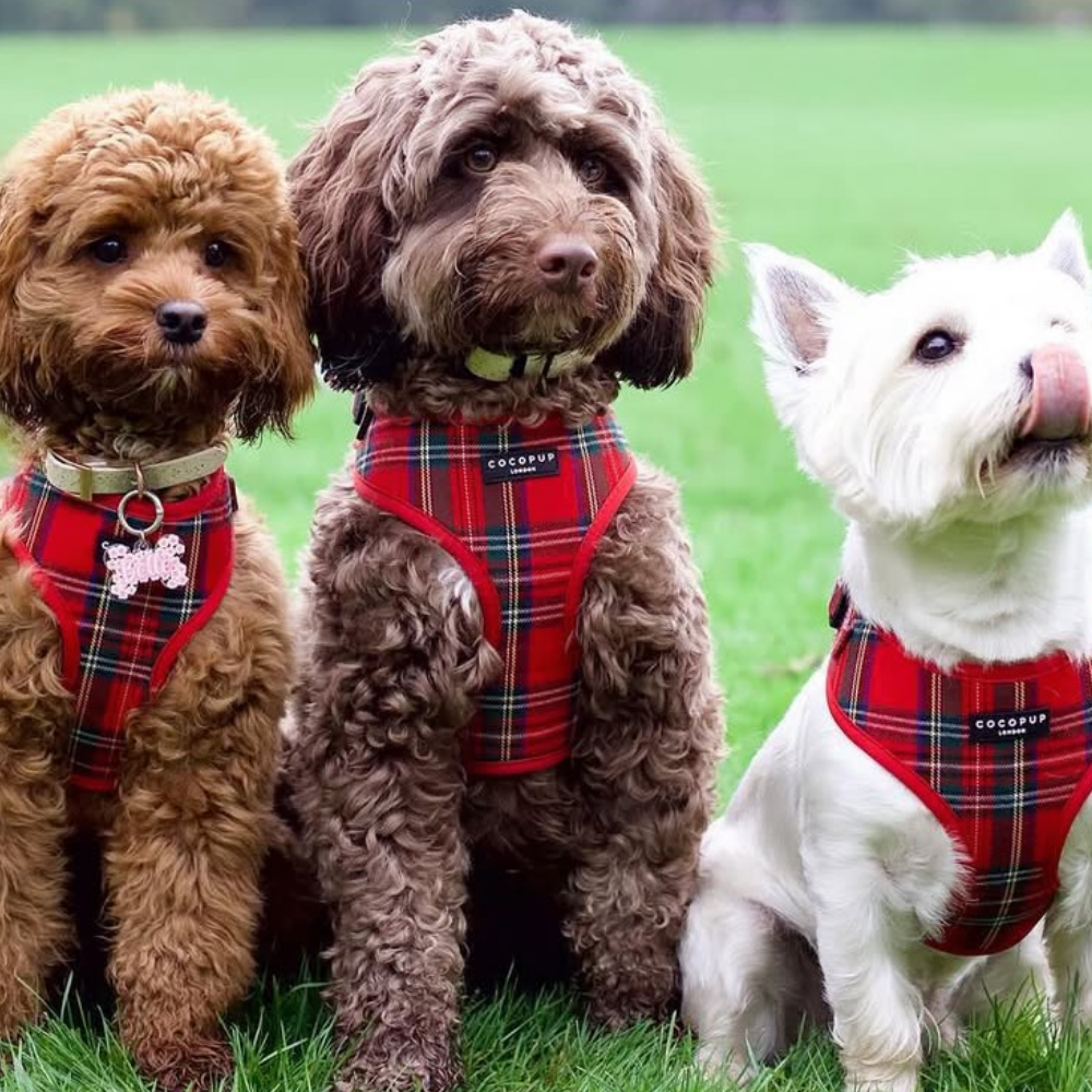 Cocopup London - Wholesale Tuig voor huisdieren - Hond - Tartan Verstelbaar NekHARNAS32
