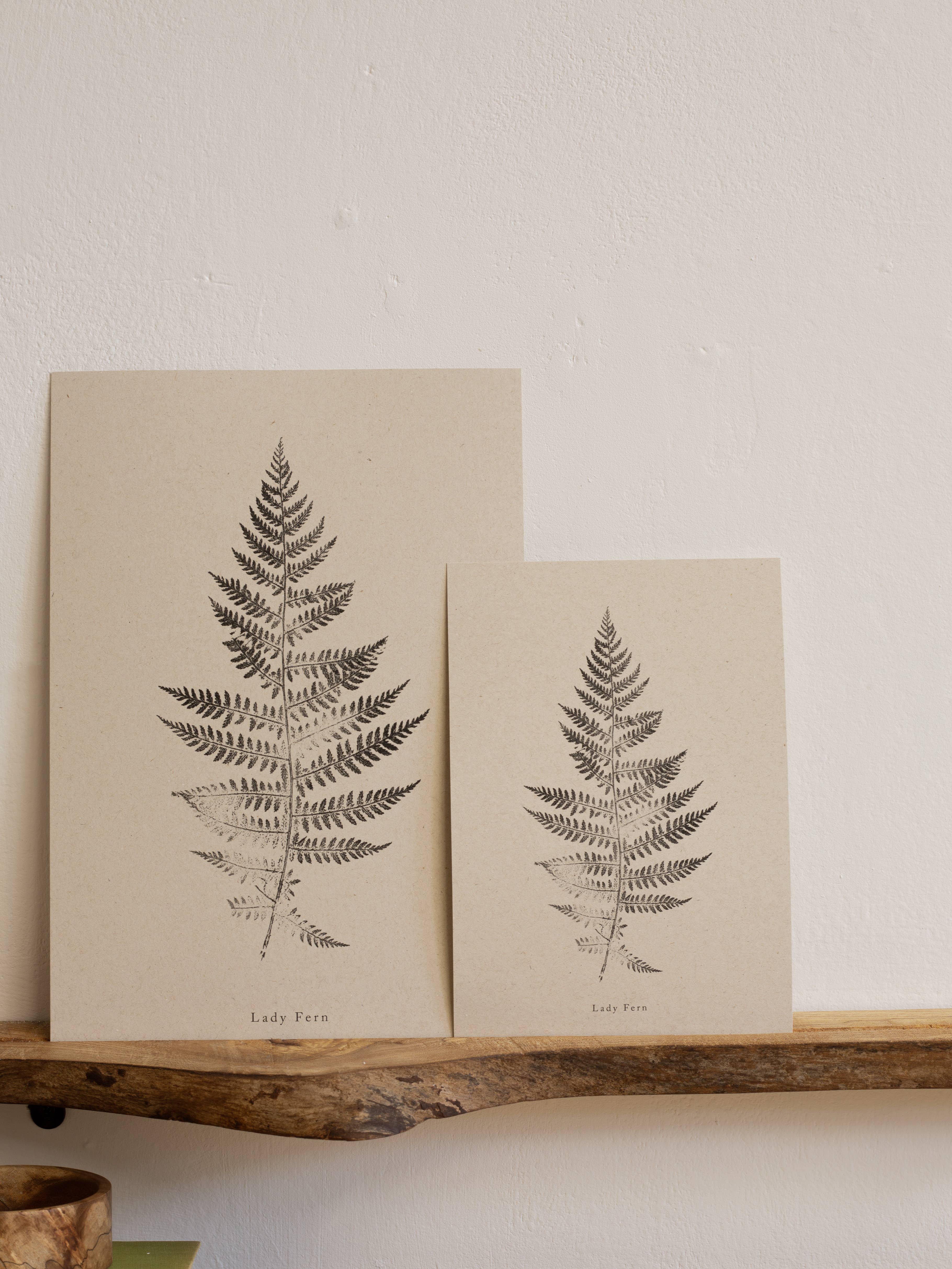 Alicia Breakspear - Wholesale Art Print - Fern Print - Botanical Art Print A5 A4 A3 Lady Fern 3