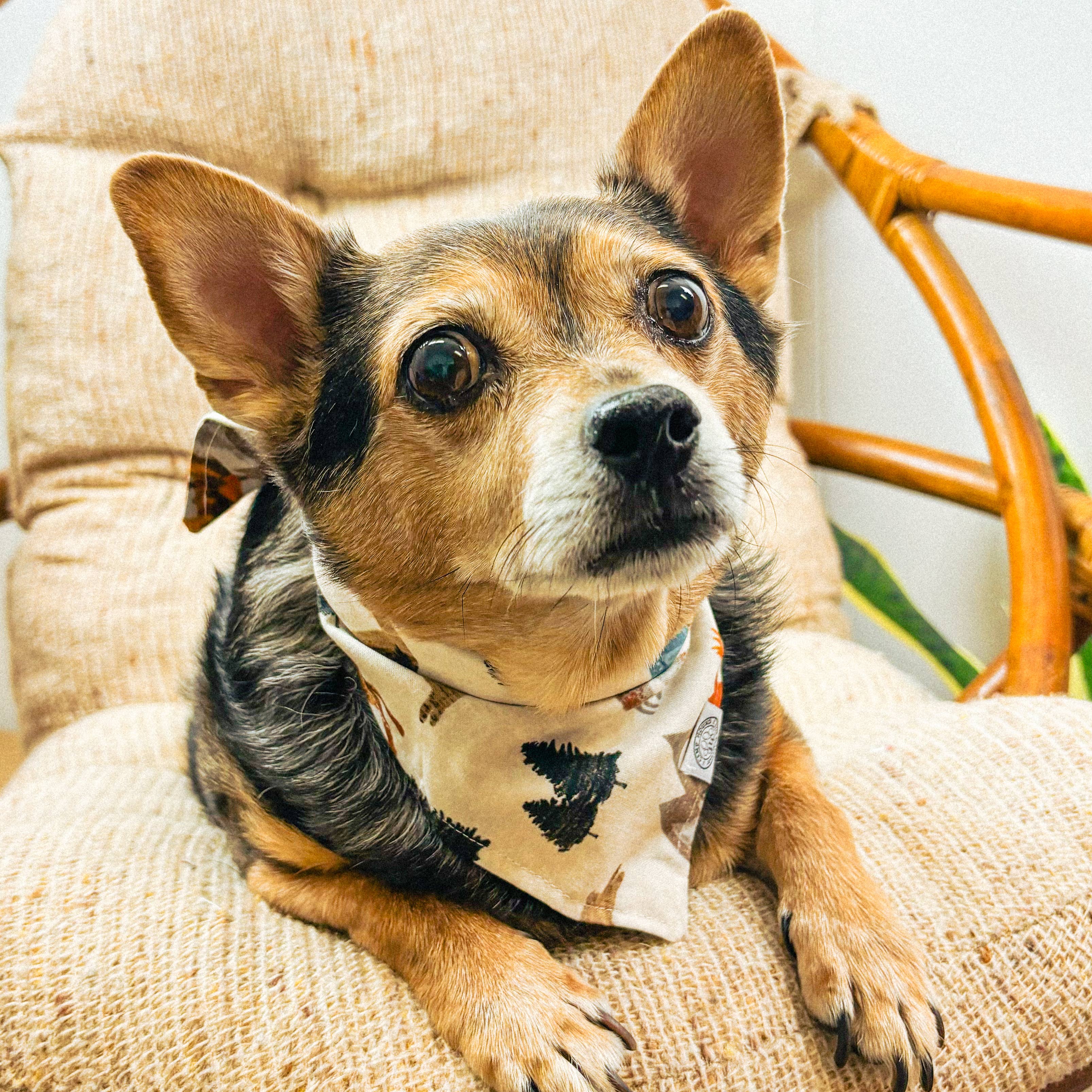 White Bear Dog Bandana | Mountain Watercolor Outdoor Adventure for wholesale on Faire1