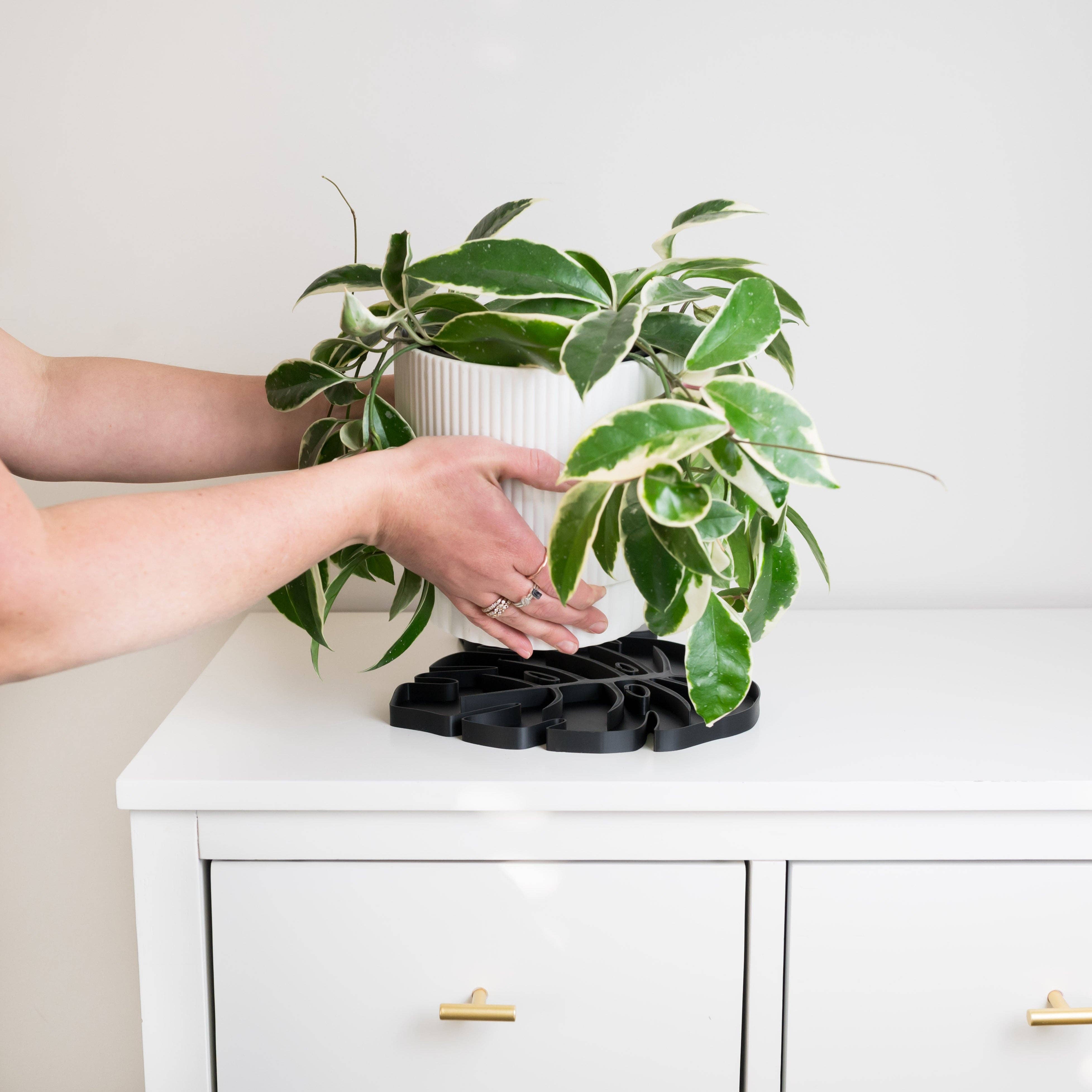 Treleaf - Wholesale Plant pot - Tera Sausr - Monstera Leaf-shaped Pot Saucer - Humidity Tray6