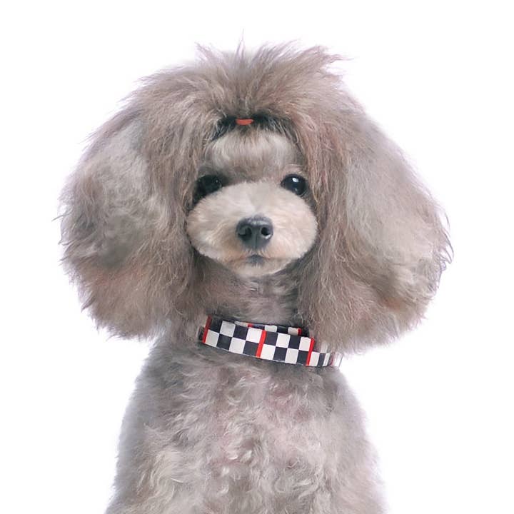 Dogo Pet - Wholesale Pet Collar - Dog - Contempo Collar & Leash Combo - Weekly Special Limit 2/Store