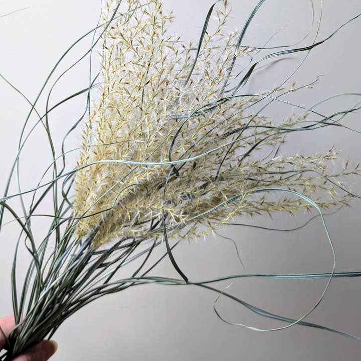 Miscanthus Grass Bunch Dried Natural For Home Decor UK Grown for wholesale by Daisy Gifts Ltd
