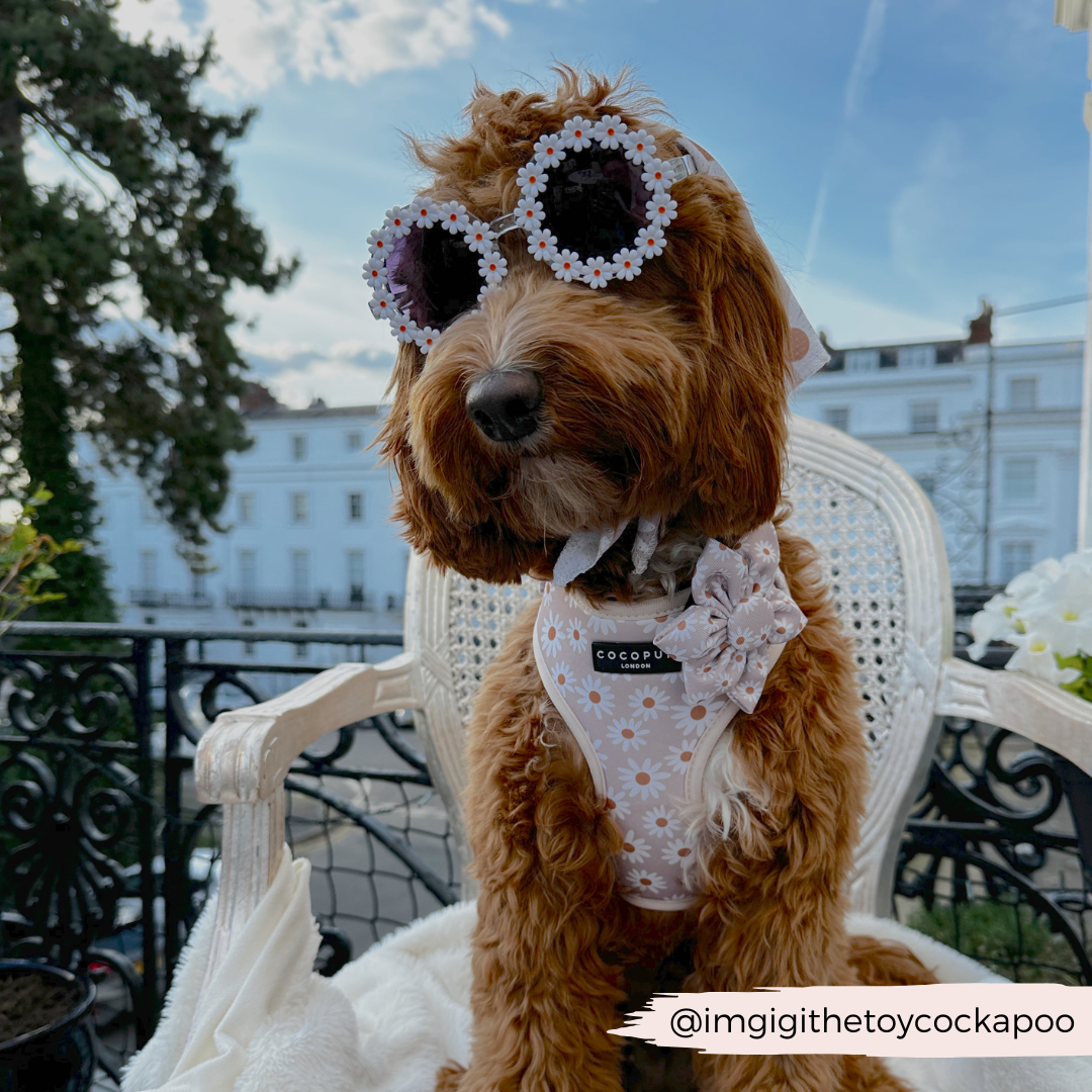 Cocopup London – wholesale Pet collar – Dog – Daisy Chain Collar Flower4