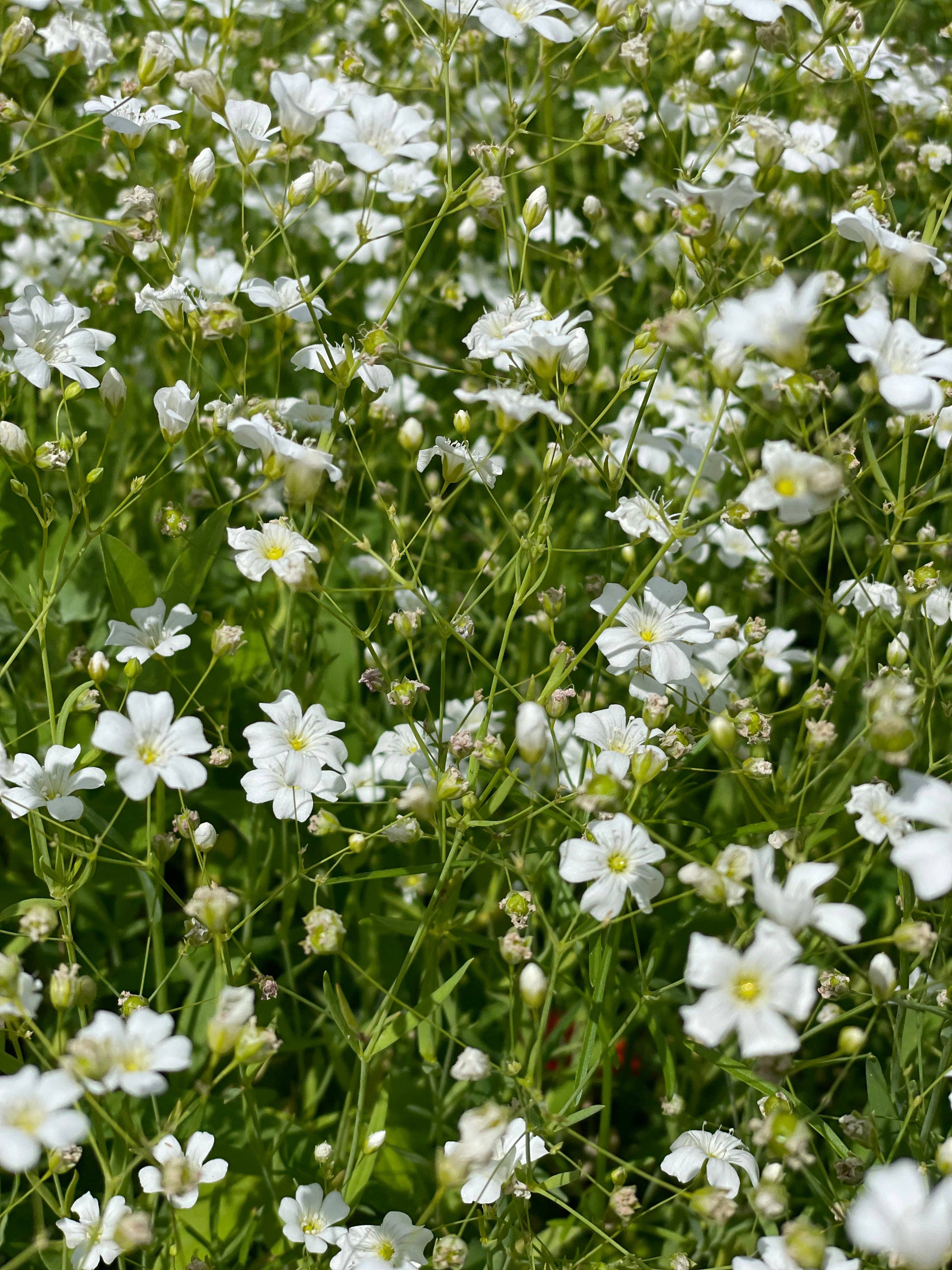 Bentley Seed Co. - Vente Graines de plantes - Paquets de graines de Gypsophile Covent Garden2