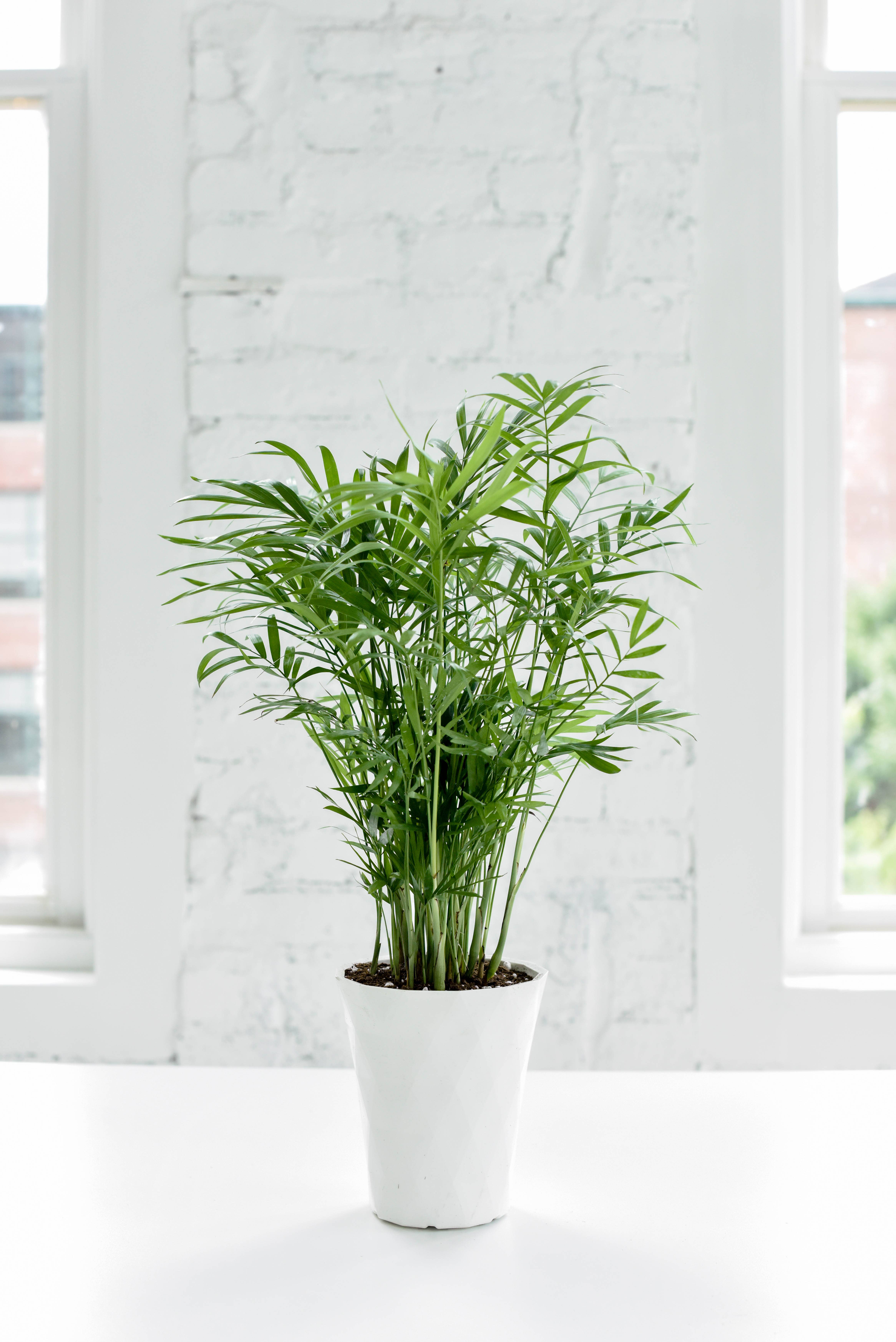 Thorsen's Greenhouse - Wholesale Live Plant - Neanthe Bella Palm, Parlor Palm - Live Plant9