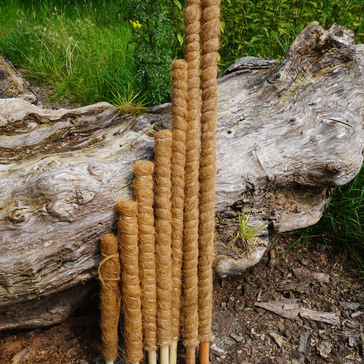 CoirProducts.co.uk of Salike Limited – wholesale Trellis – 50 cm Coir Moss Poles – Pack of 25 | Premium Natural Support1