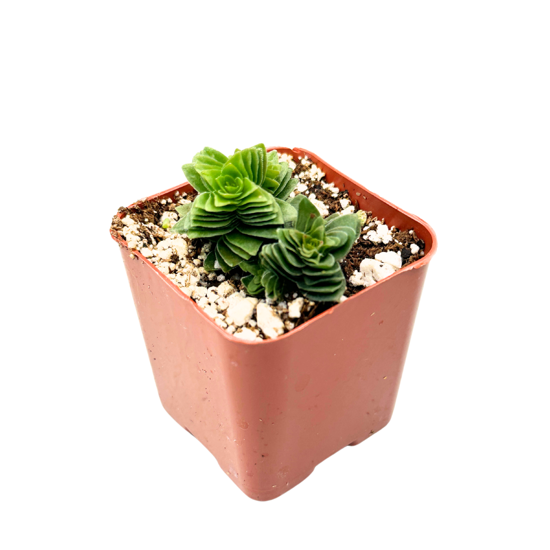 Flow State - Wholesale Live Plant - 2" Crassula Buddha's Temple Plant - Sacred Succulent3