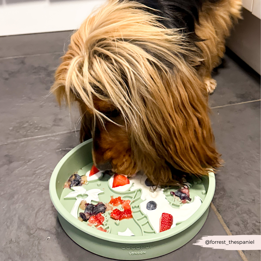 Cocopup London - Wholesale Pet Bowl - Cat/Dog - Silicone Slow Feed Dog Bowl - Dinopaws12