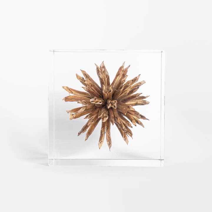 Lumière Creation - Vendita all'ingrosso Decorazioni da tavolo - Cubo Sympetalae2