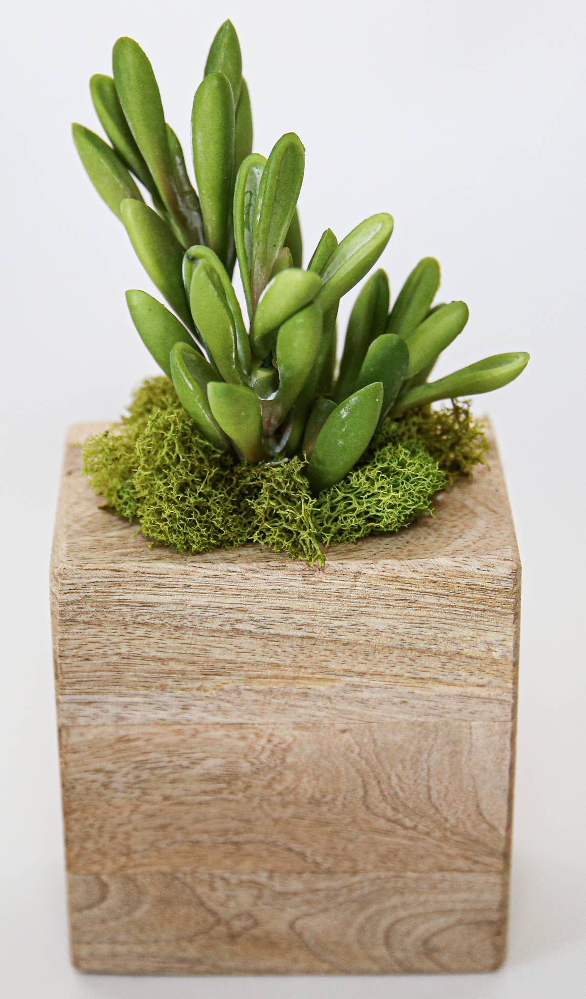 Forever Green Art - Wholesale Succulent - Succulent Sugar Mold Set of 99