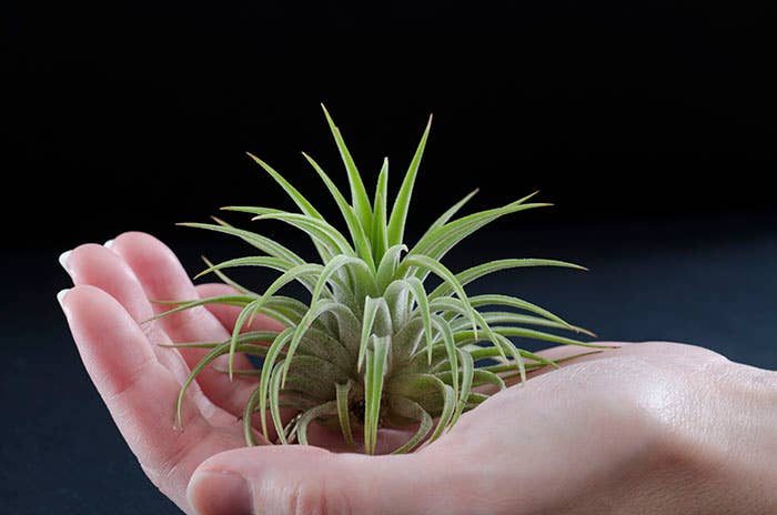 The Artizan Way - Wholesale Live Plant - Tillandsia Ionantha Rubra | Live Air Plant7